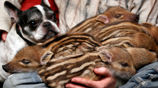 Illustration for article titled Oh God This Bulldog Adopted Piglets